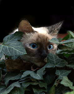photo of Siamese cat thumbnail