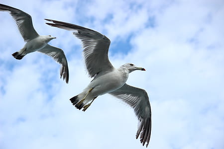 timelapse photography of two white birds flying during daytime thumbnail