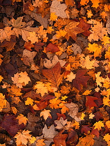 dried maple leaves thumbnail