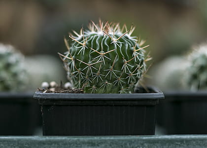 Close-Up Photography of Cactus thumbnail