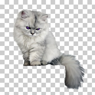 Persian Cat Birman Kitten Felidae Black Cat Floral Illustration