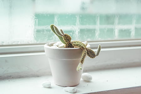 Shallow Focus of Green Cactus plant thumbnail