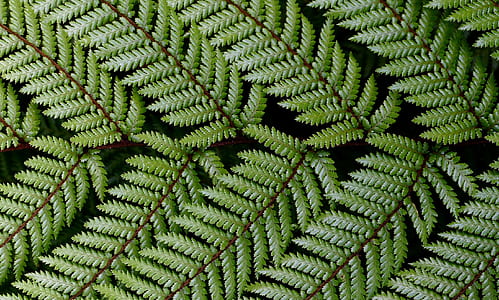 lined-up green leafed plant thumbnail
