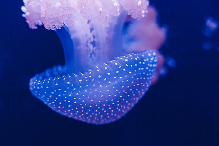 blue jellyfish in shallow focus thumbnail