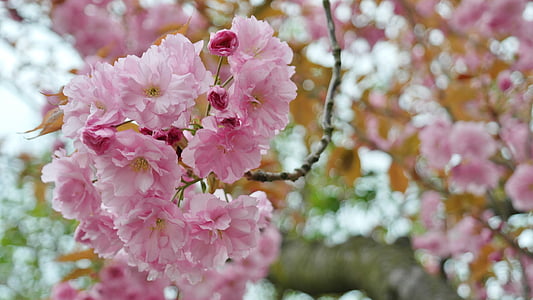 pink flowers thumbnail