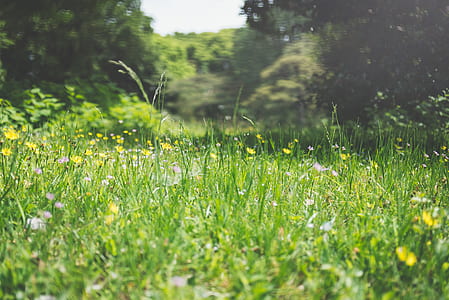 selective focus photography of yellow petaled flowers under clea blue sky thumbnail