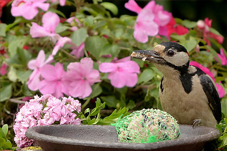 Bird, Great Spotted Woodpecker thumbnail