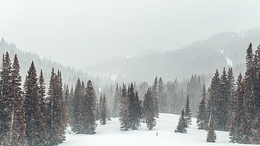 pine trees during winter thumbnail