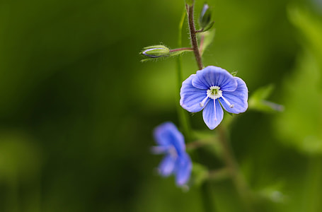 close-up photography of purple petaled flower thumbnail