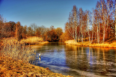 swamp water surrounded by trees thumbnail