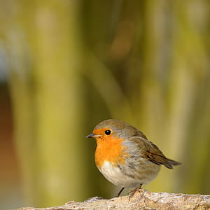 orange and gray bird perched on rock thumbnail