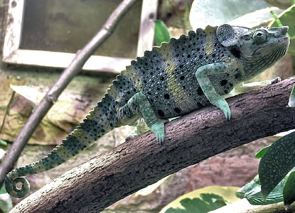 chameleon on tree branch thumbnail
