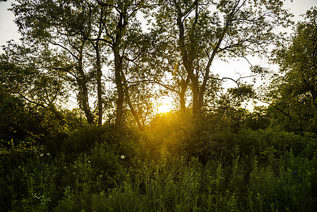 Close sunset between the trees at Cross Plains State Park thumbnail