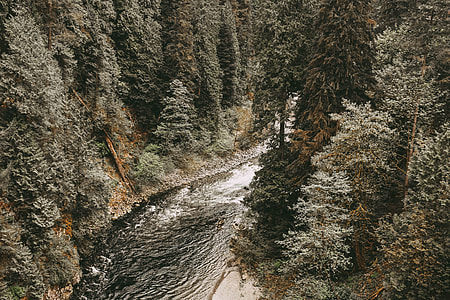 running water near trees during daytime thumbnail