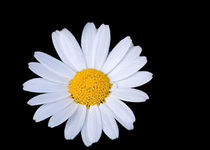 closeup photo of white daisy flower thumbnail