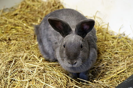 gray rabbit on brown hay thumbnail
