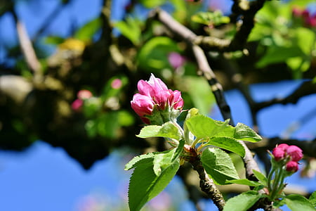selective focus photo of pink petaled flower thumbnail