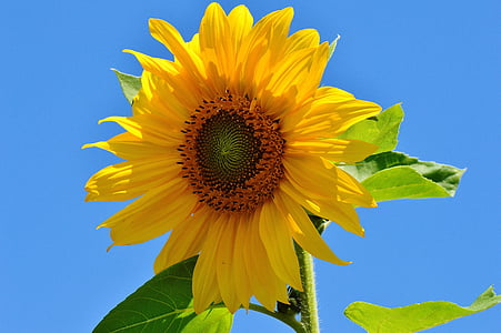 photo of sunflower thumbnail