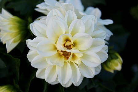 white petaled flowers thumbnail