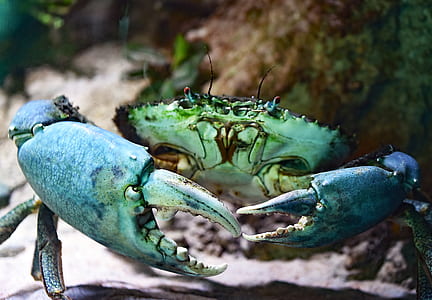 green and teal crab thumbnail
