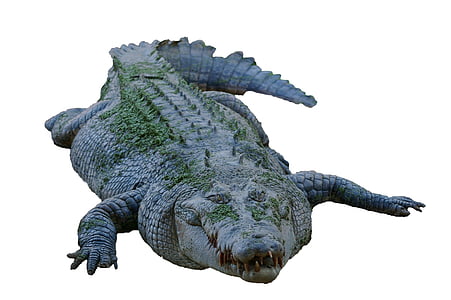 gray salt crocodile thumbnail