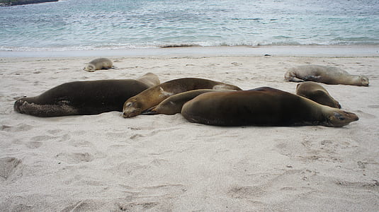 group of sea lion on sand thumbnail