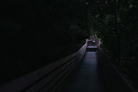 man walking on pavement beside tall trees thumbnail