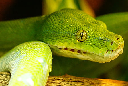 green snake thumbnail