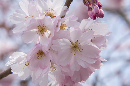 selective focus photography of pink petaled flower thumbnail