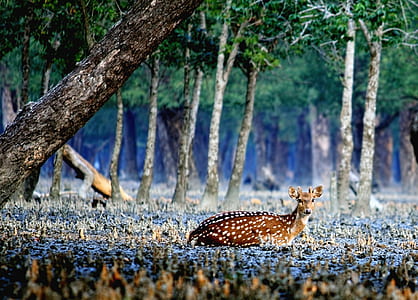 deer lying ground under green leafed tree at daytime thumbnail