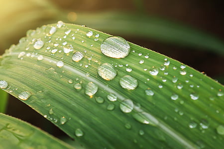 macro photography of water dew on green leaf thumbnail