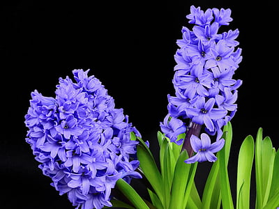 selective photo of purple petaled flowers thumbnail