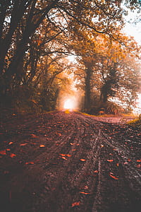 photo of leaves falling on empty road thumbnail