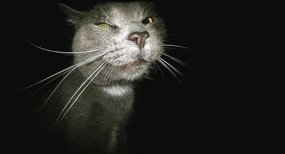 short-coated gray cat thumbnail