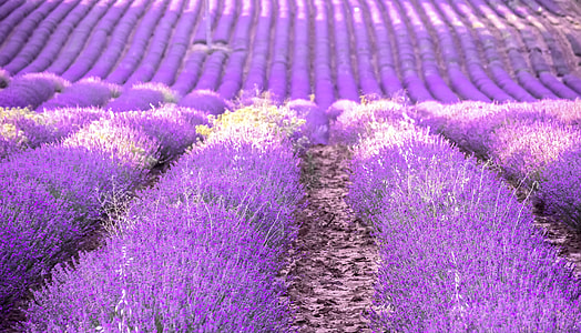purple petaled flower field during daytime thumbnail
