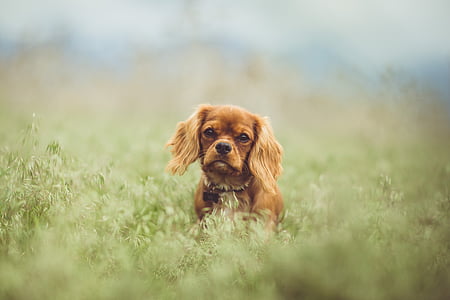 adult tan English toy spaniel on selective focus photography thumbnail