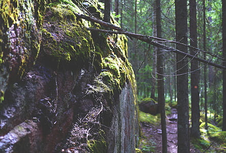 gray tree branch thumbnail