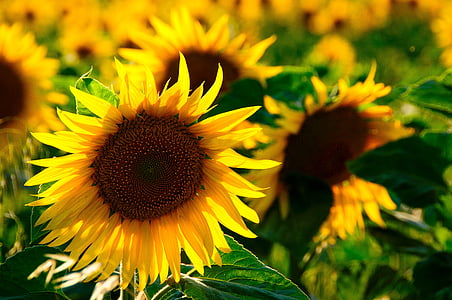 shallow depth of field photo of sunflower thumbnail