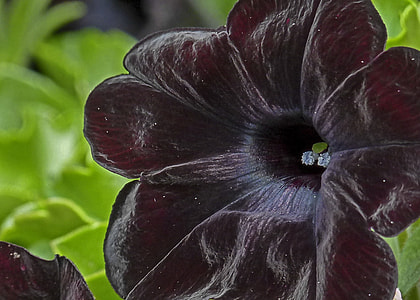 close-up photography of black flower in bloom thumbnail