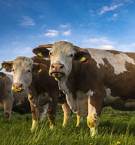 two brown cows thumbnail