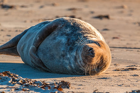 sea lion on the sand during daytime thumbnail