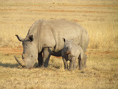 two grey Rhinoceros standing on grass ground thumbnail