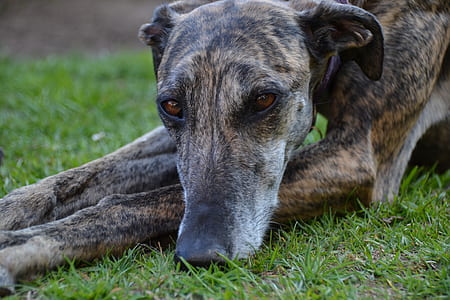adult grindle greyhound lying on grass field thumbnail