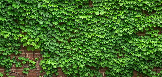 green leaf plant on wall thumbnail