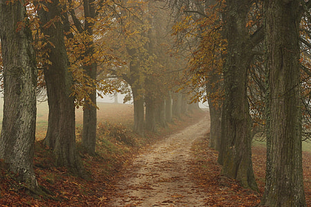 pathway between gray trees during daytime thumbnail