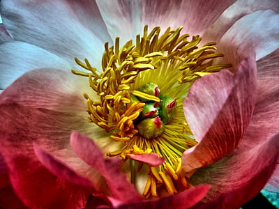 micro photo of red and yellow flower thumbnail