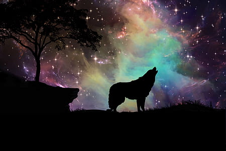 silhouette of wolf during nighttime thumbnail