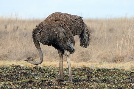 ostrich during daytime thumbnail