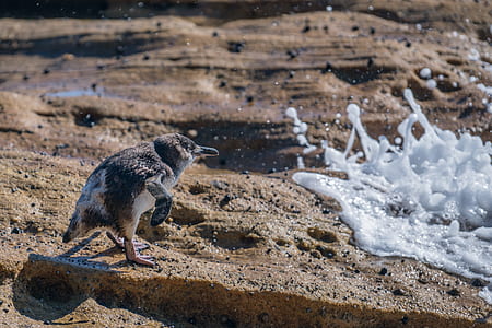 brown and white bird standing on rock formation near water thumbnail