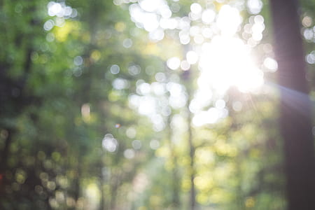 sun piercing on trees thumbnail